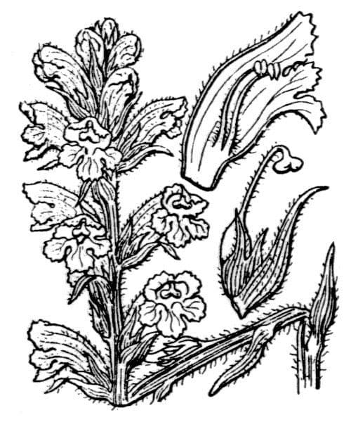 Orobanche gialla 15