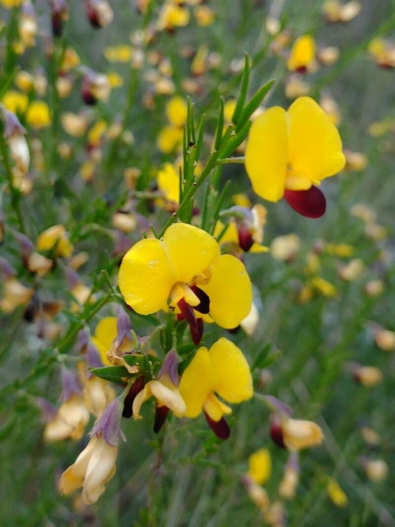 Bossiaea 2