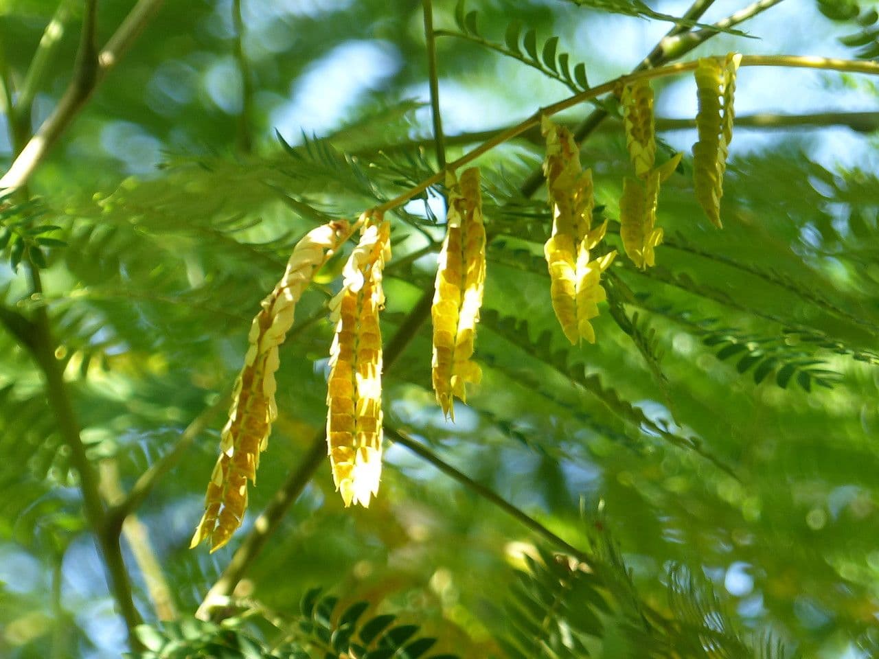 Mimosa 4