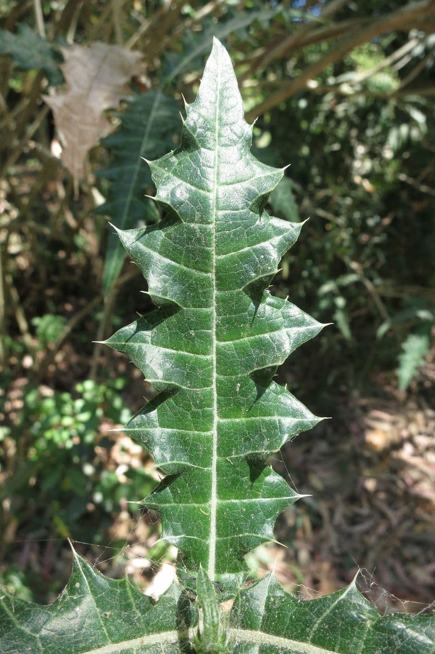 Acanthus 10