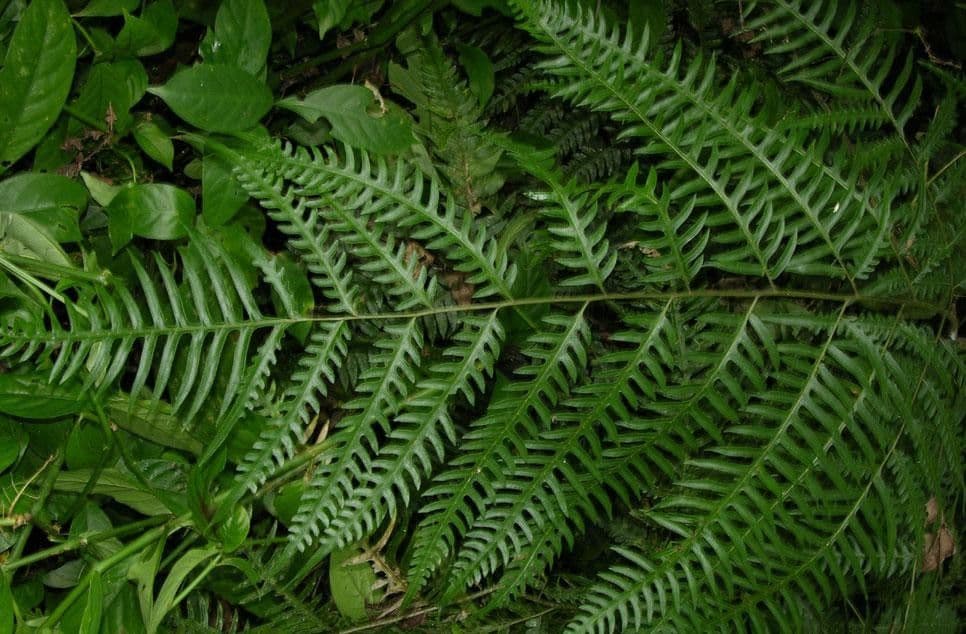 Pteris altissima 5