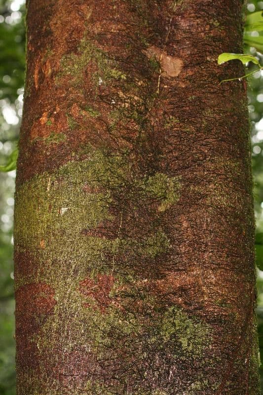 Apeiba 10