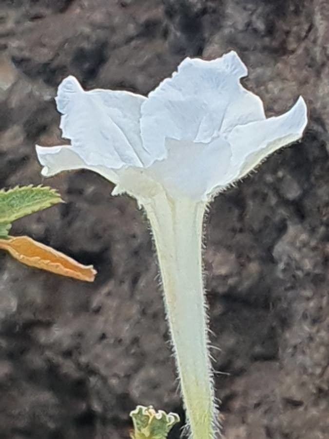 Ruellia bignoniowata 3