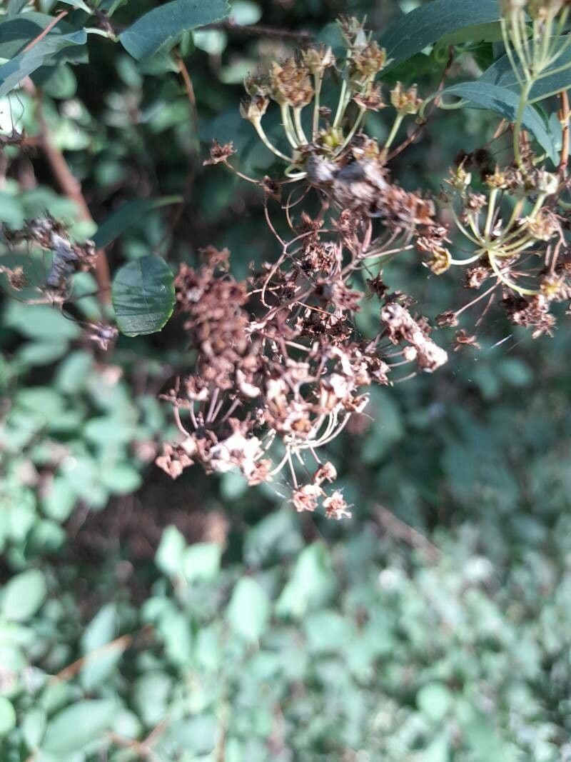 Spirea trilobata 2