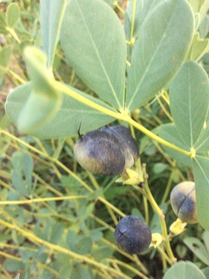 Baptisia tinctoria