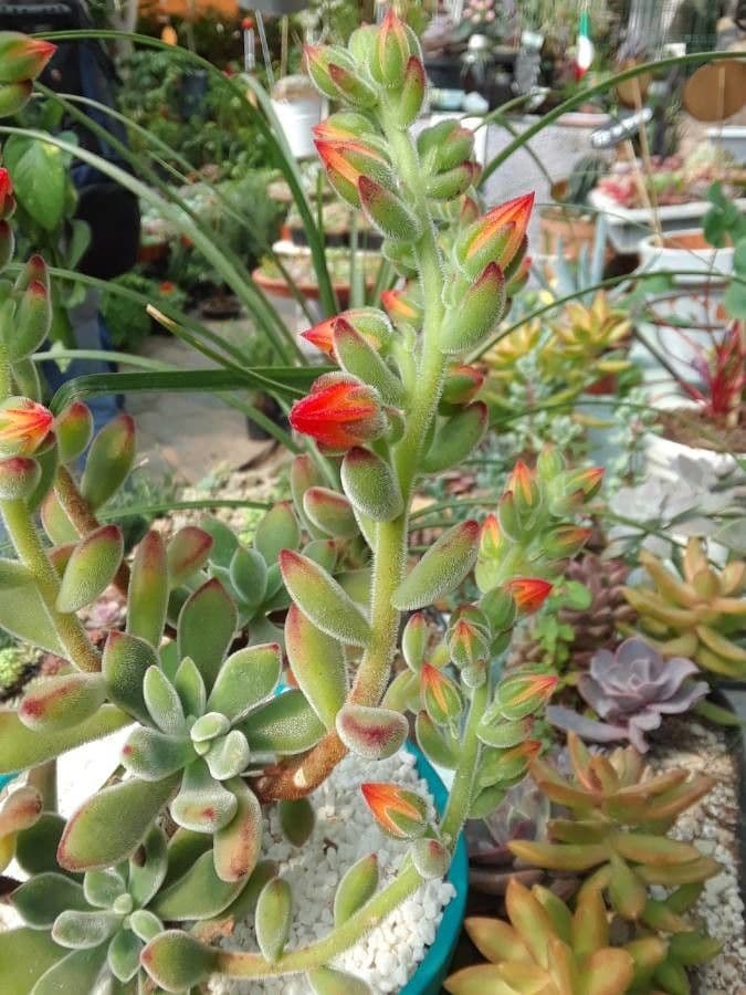 Echeveria 7