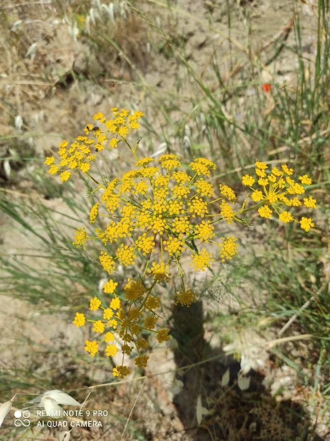 Saatfenchel 4