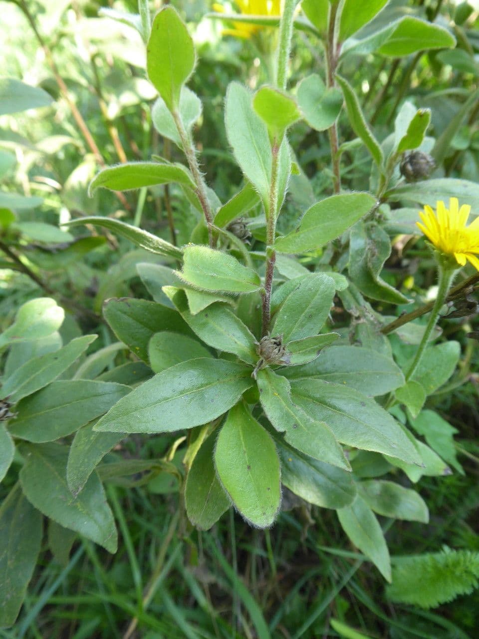 Occhio di bue 19