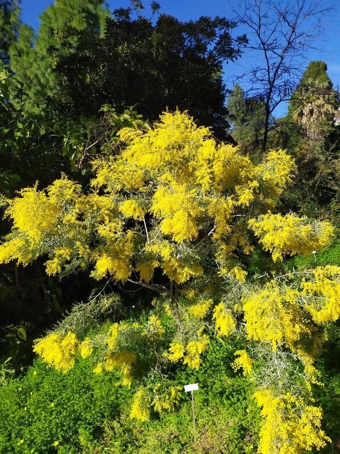 Mimosa 13