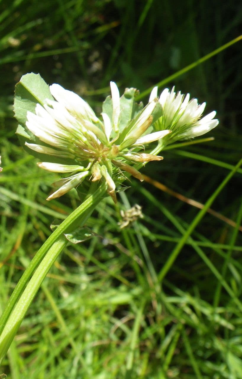 Trifoglio 8