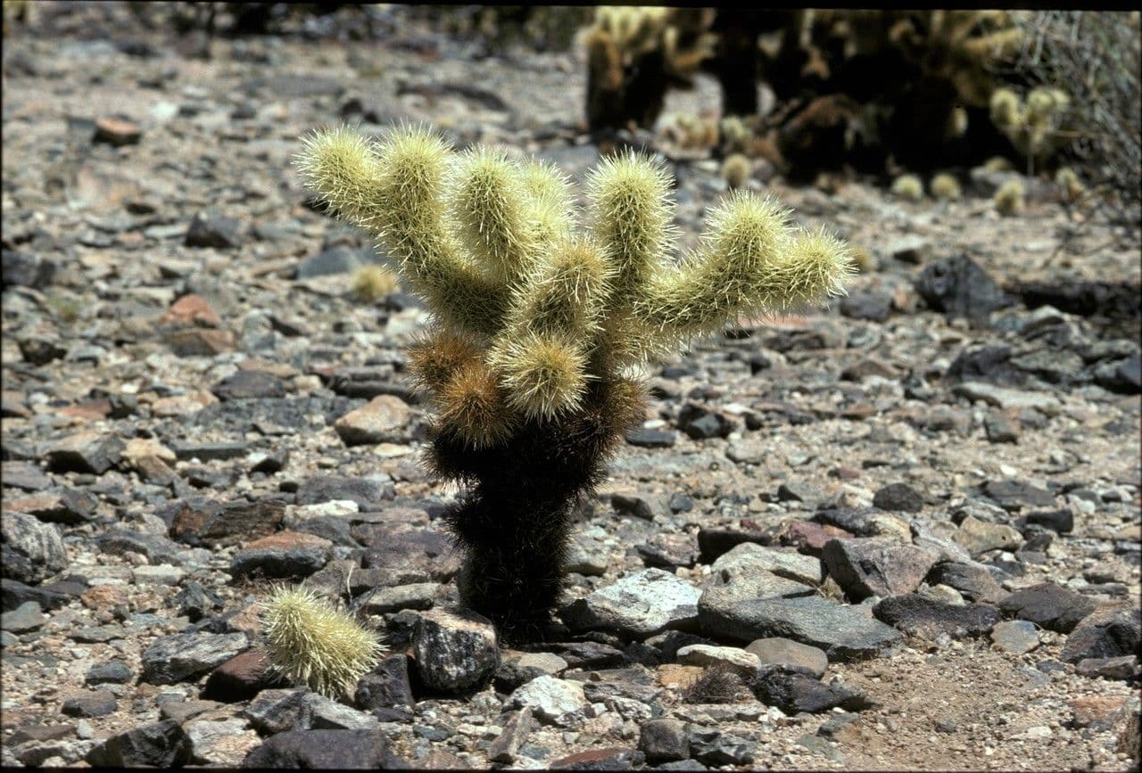 Cholla orsacchiotto 8