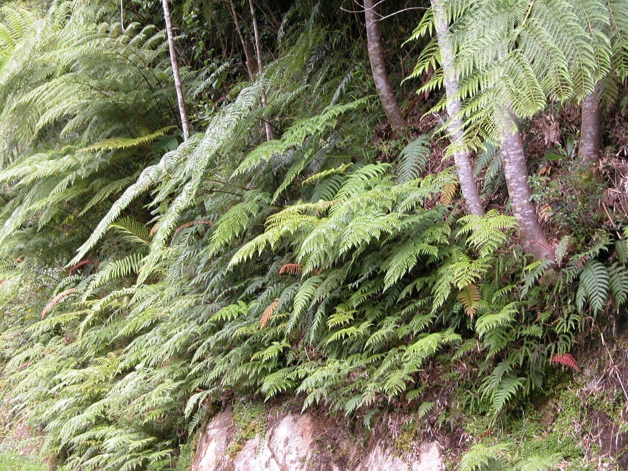 Lophosoria quadripinnata 6