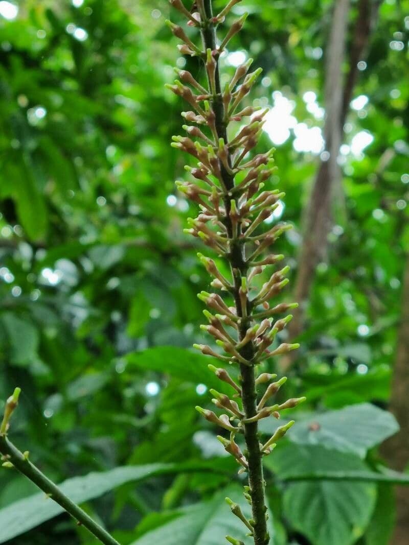 Odontonema