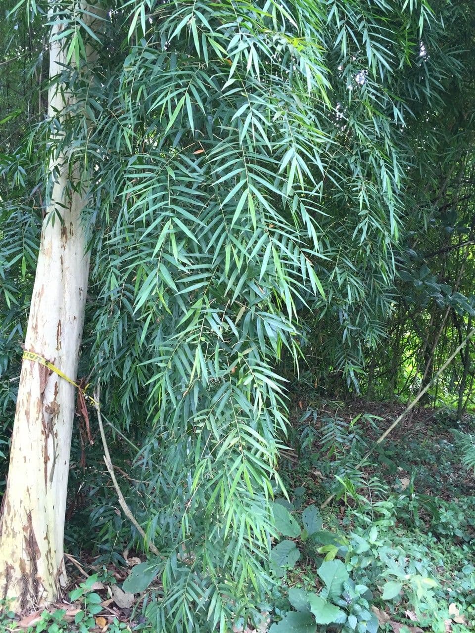 Otatea 5