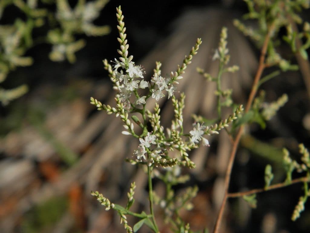 Polygonella gracile