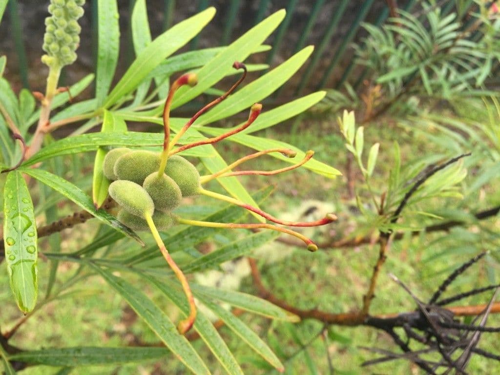 Grevillea 4