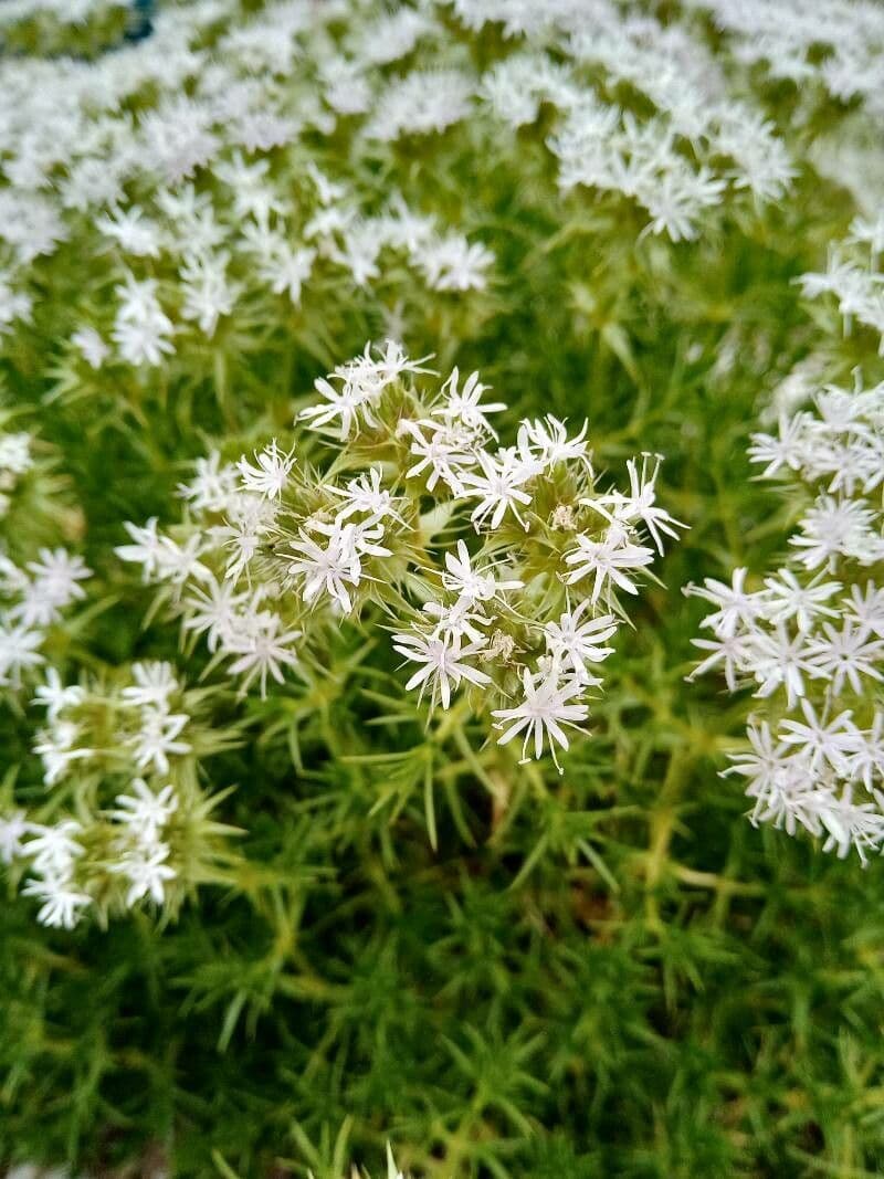 Drypis spinosa 5