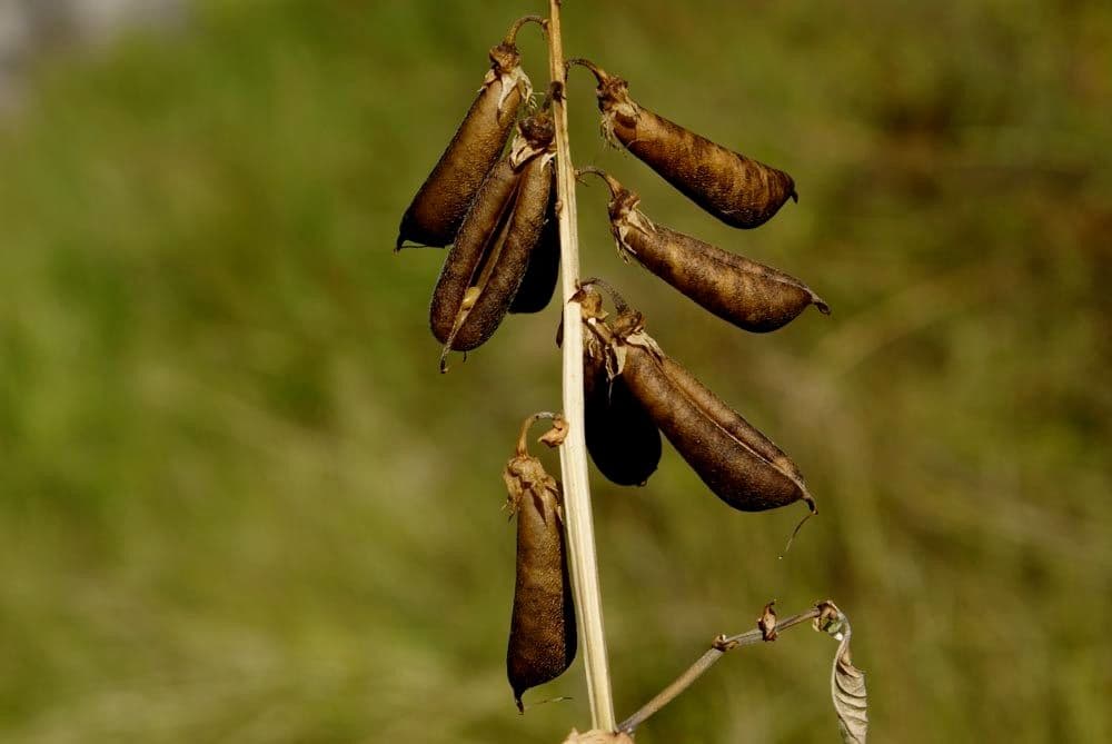 Crotalaria verrucosa 2