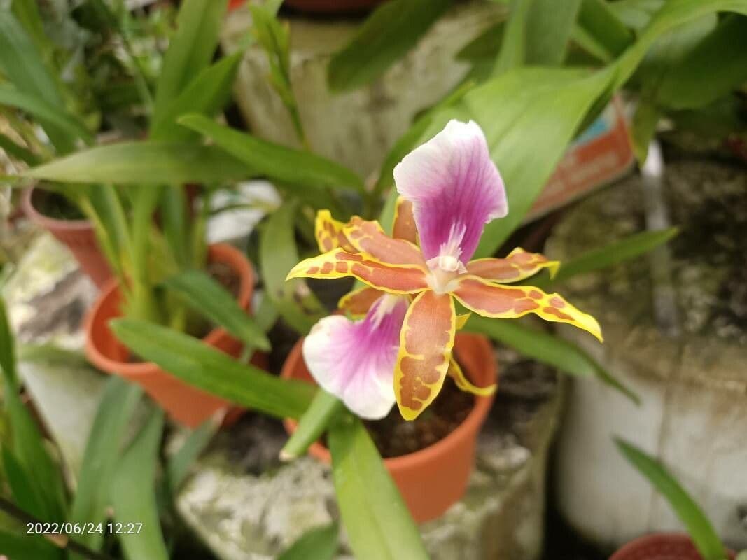 Clowes-Prachtorchis 3