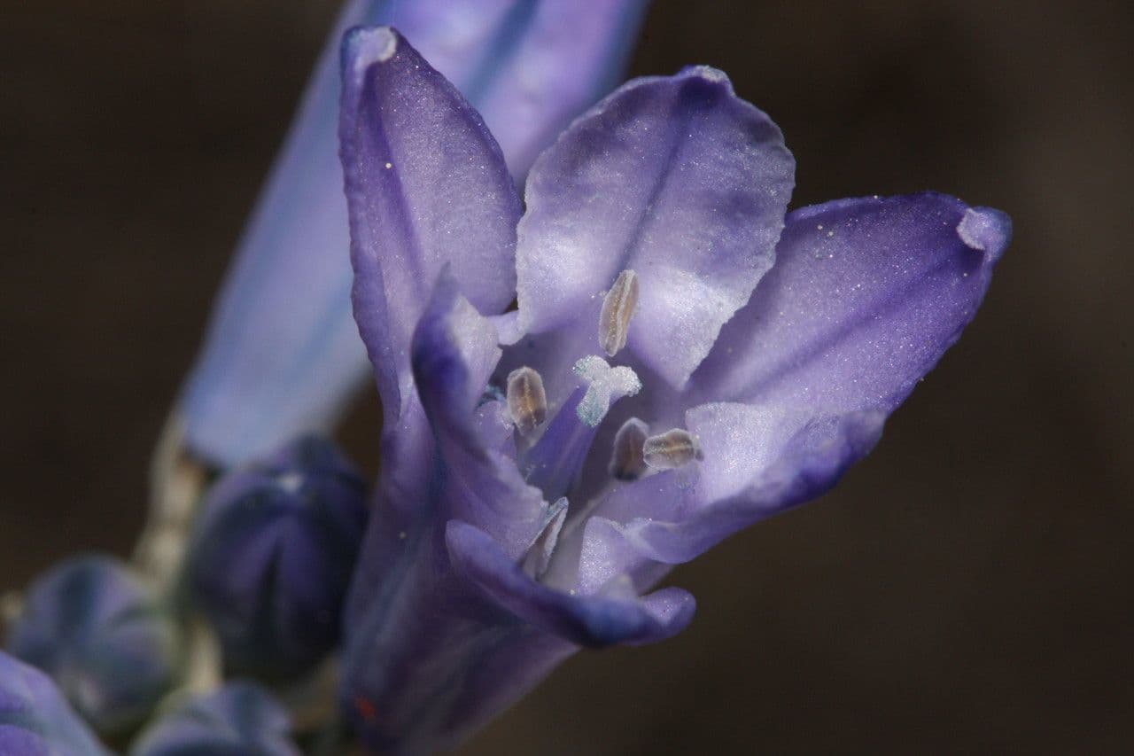 Triteleia grandiflora 2