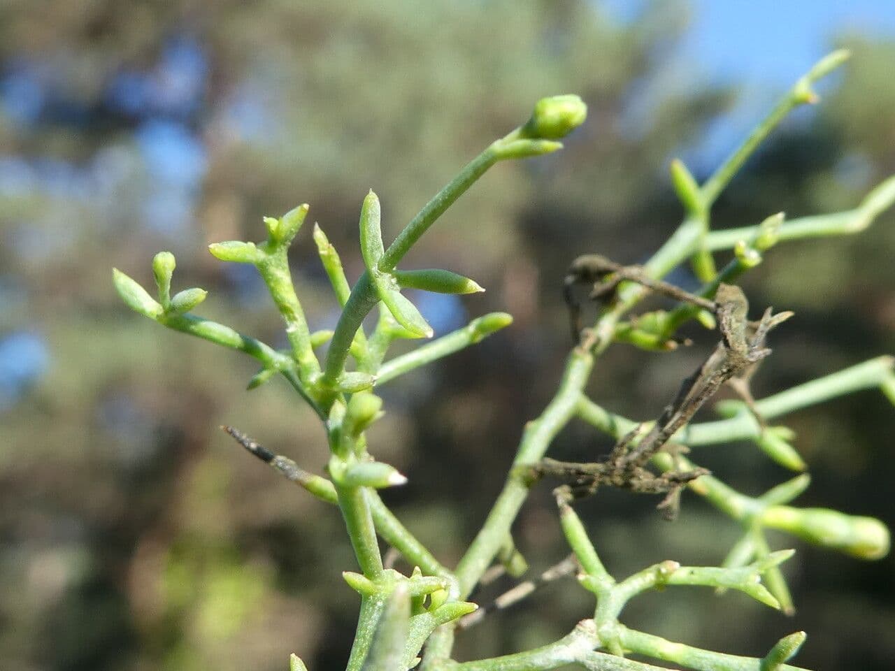 Bastard toadflax 17