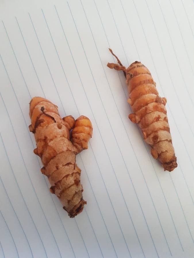 Curcuma 28