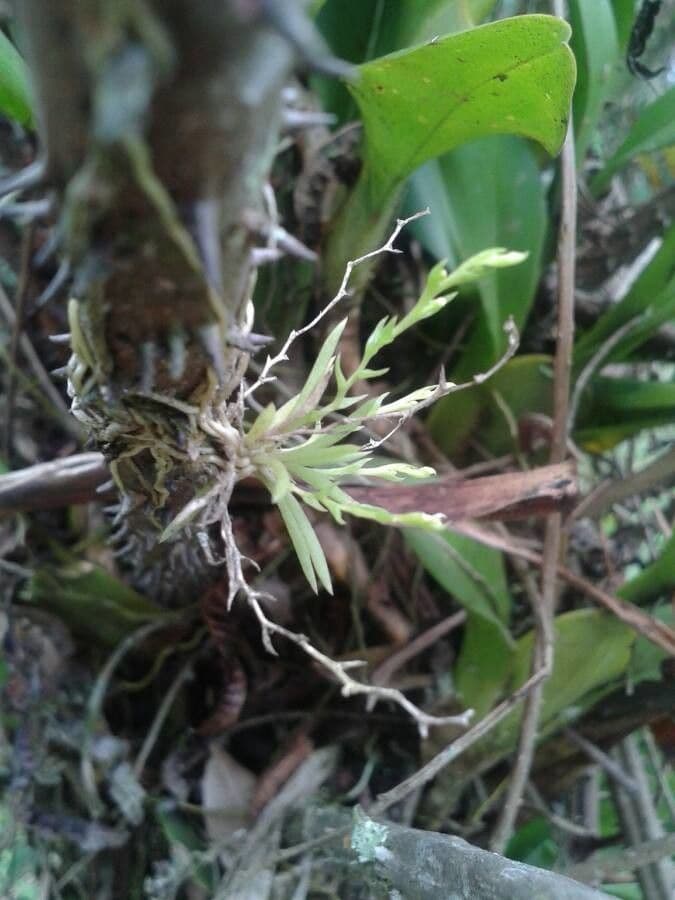 Phymatidium delicatulum 8
