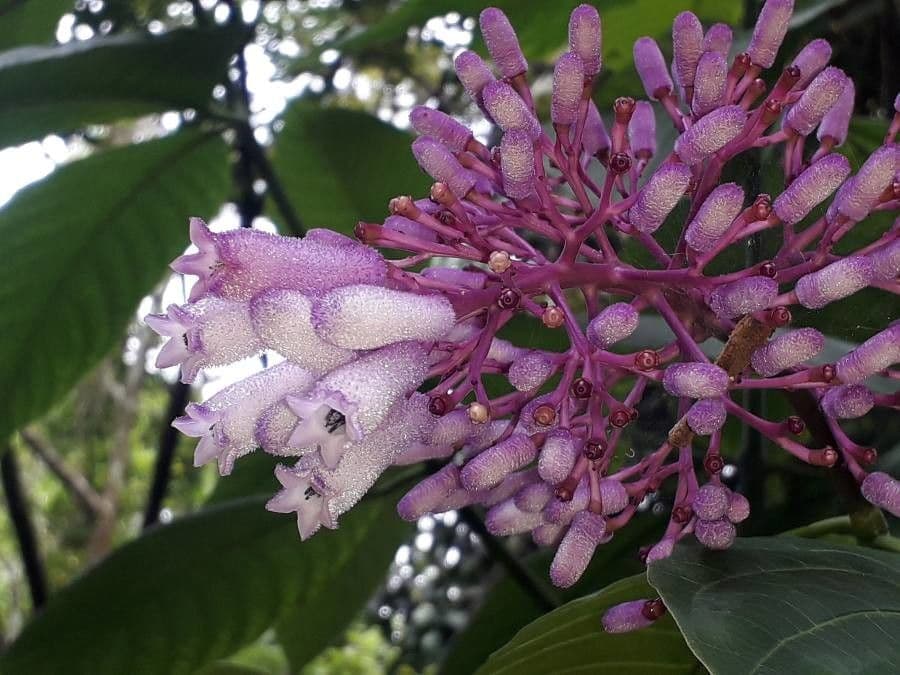 Palicourea