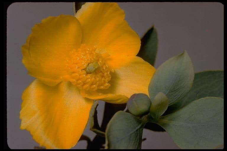 Dendromecon rigida 3