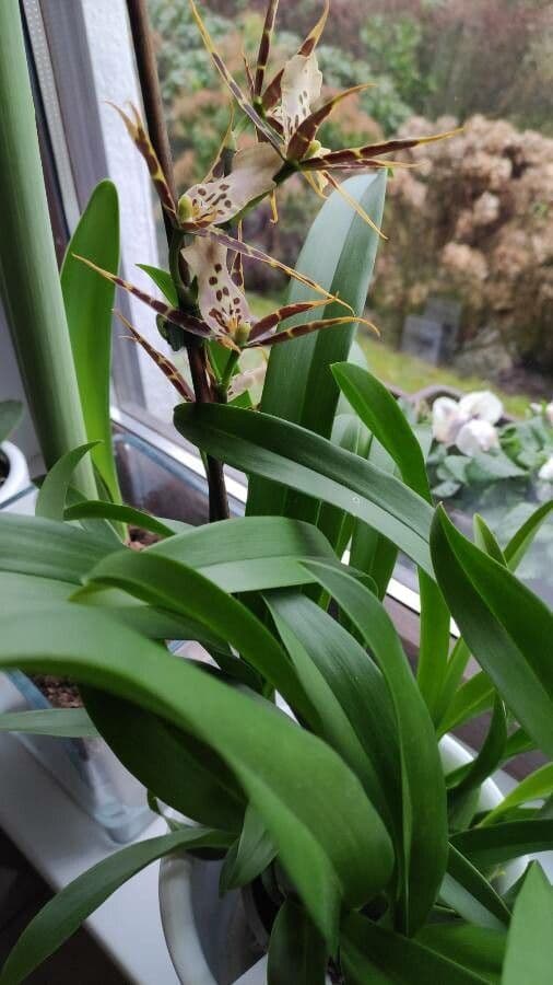 Brassia 10