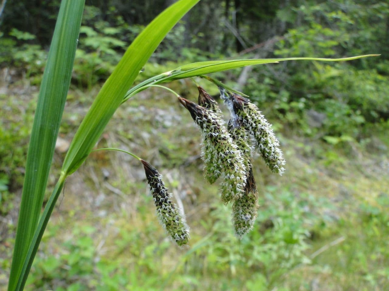 Kosmatka Mertensa 2