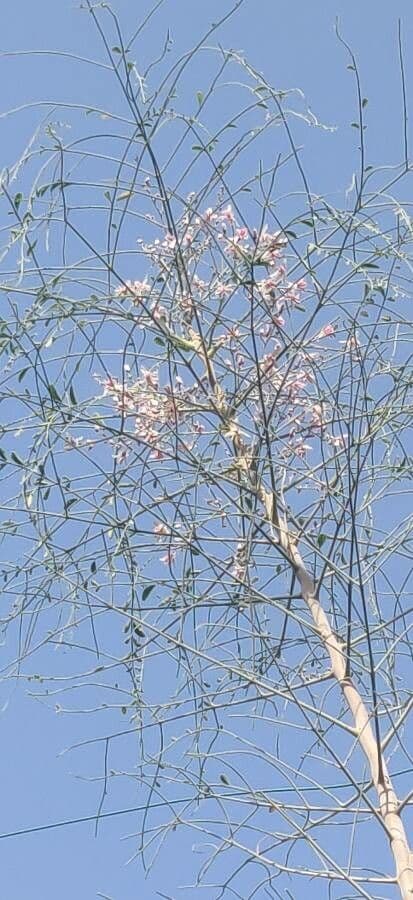 Moringa