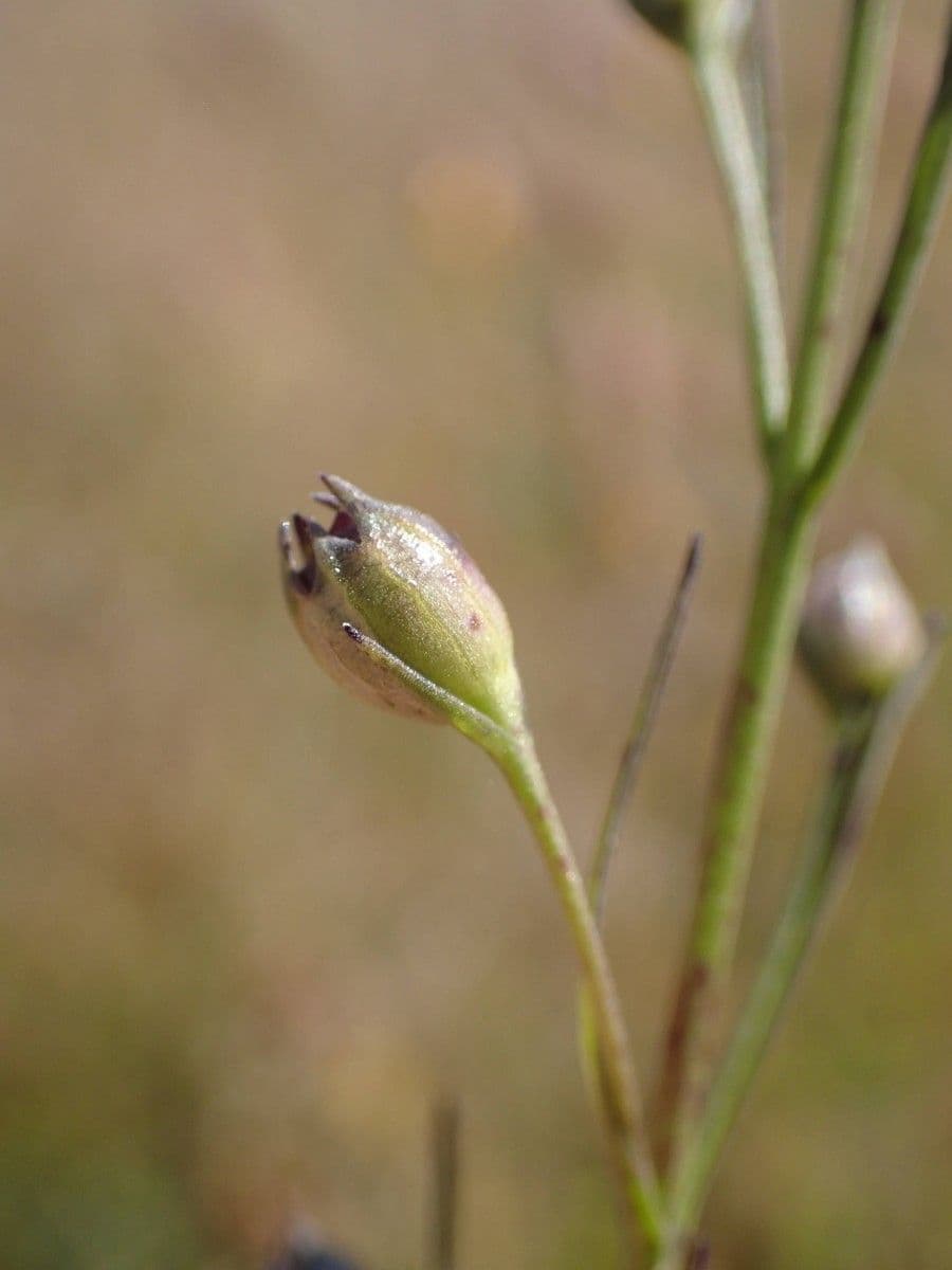 Micrargeria filiforme