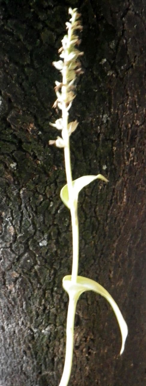 Gennaria diphylla 11