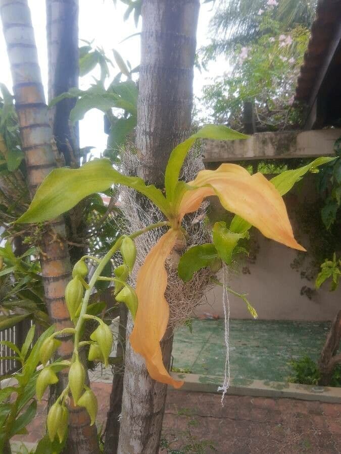 Catasetum maculato 17