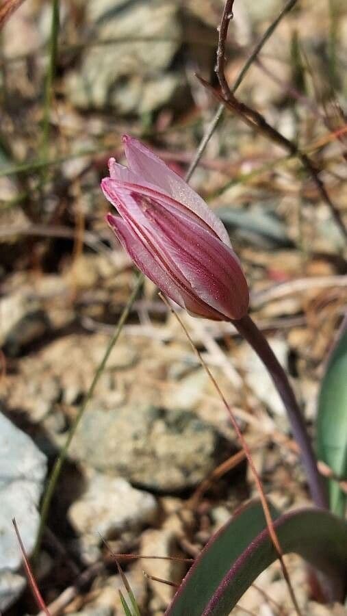 Tulipano