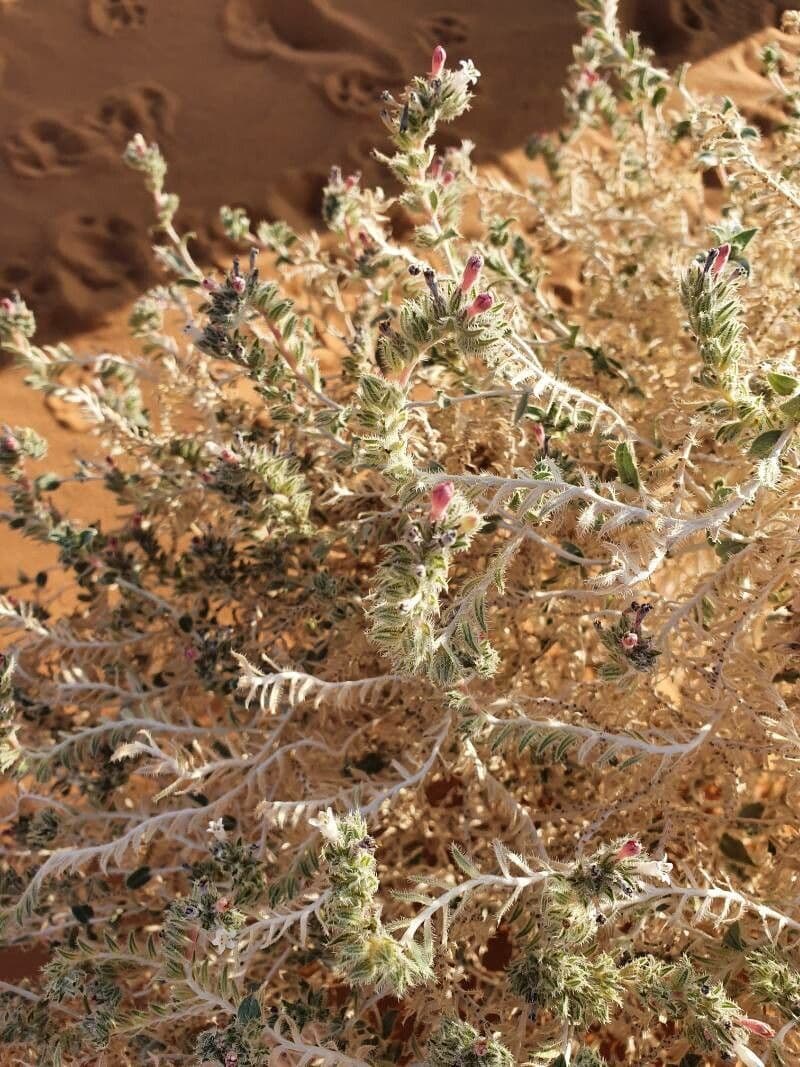 Moltkiopsis ciliata