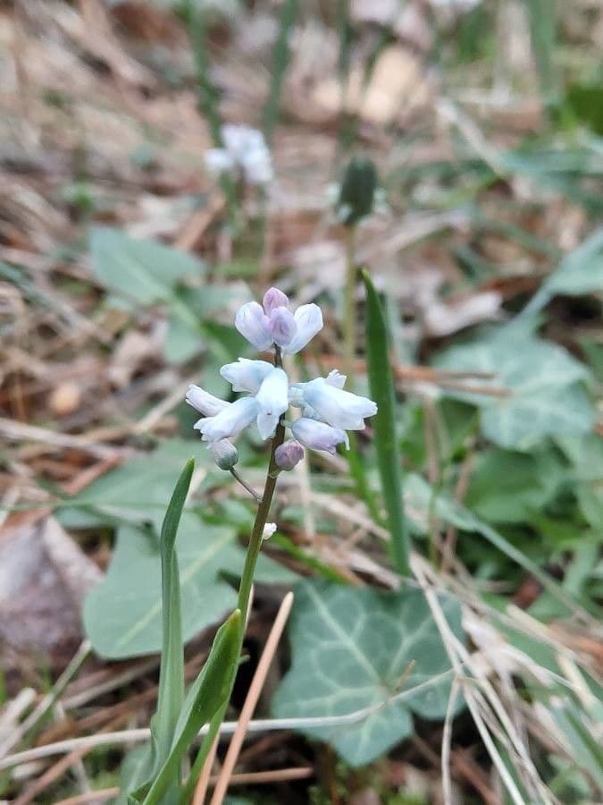 Hyacinthella 4