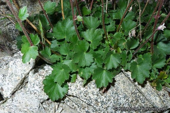Campanella di corallo 11