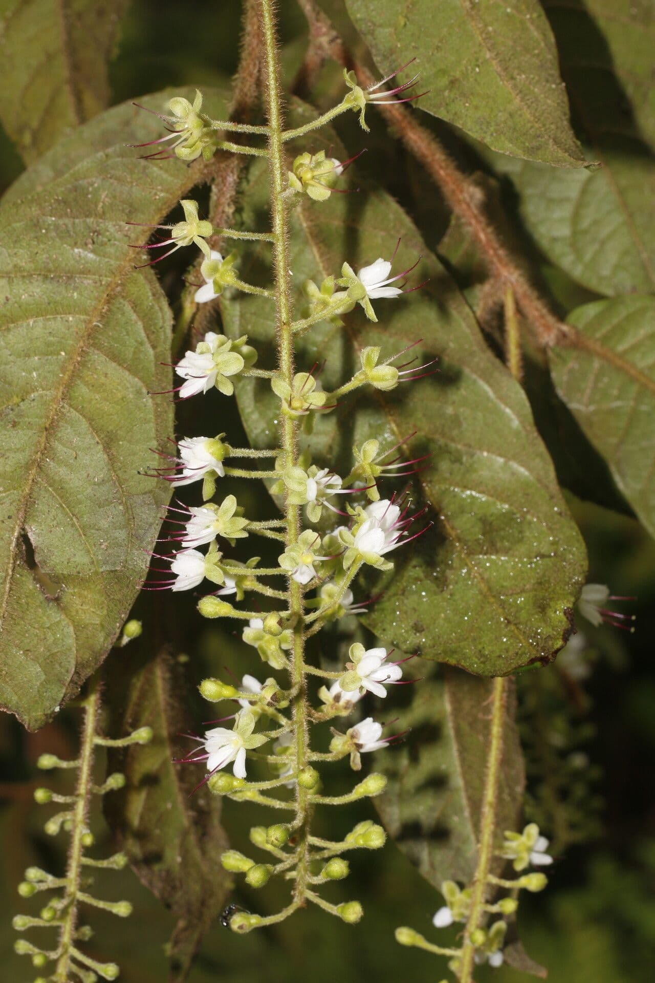 Hirtella 5