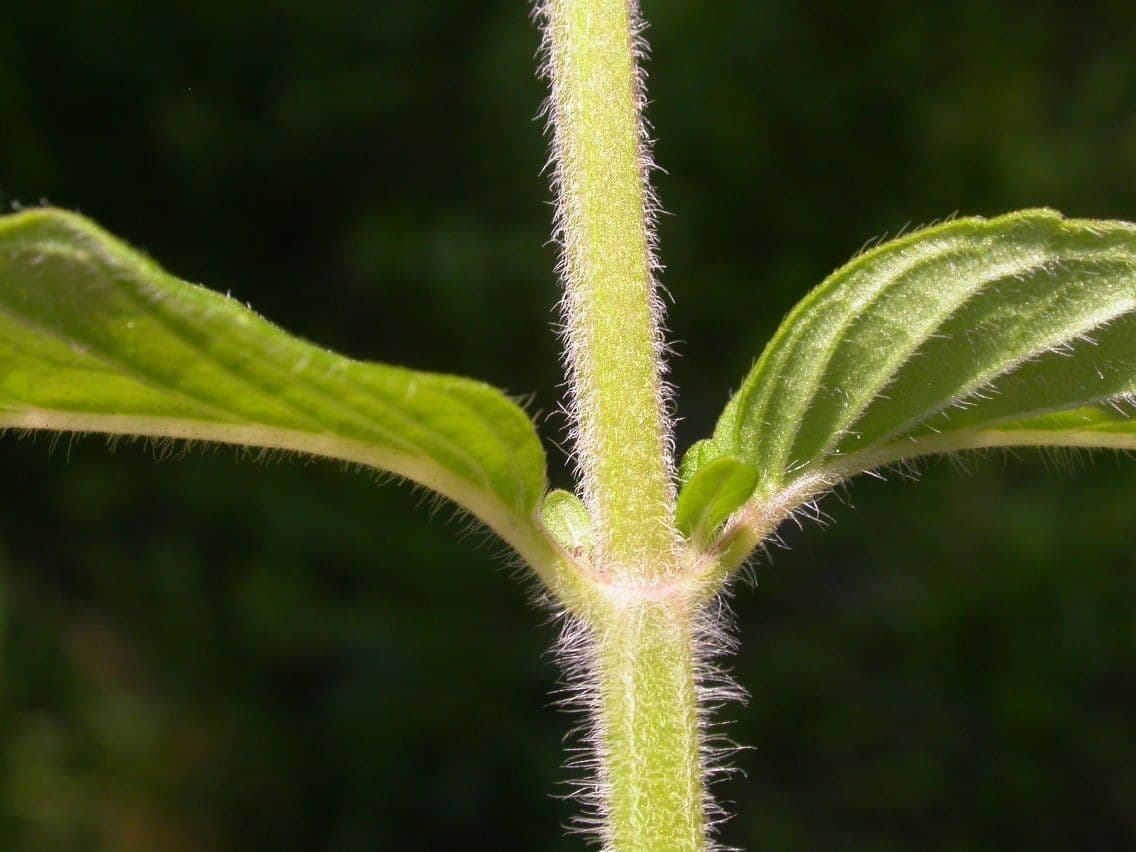 Blephilia ciliata 19