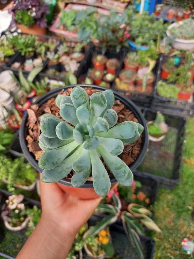 Pachyphytum 4