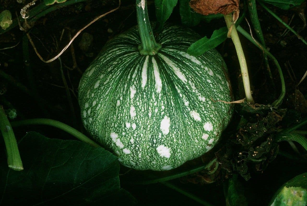 Zucca moscata 12
