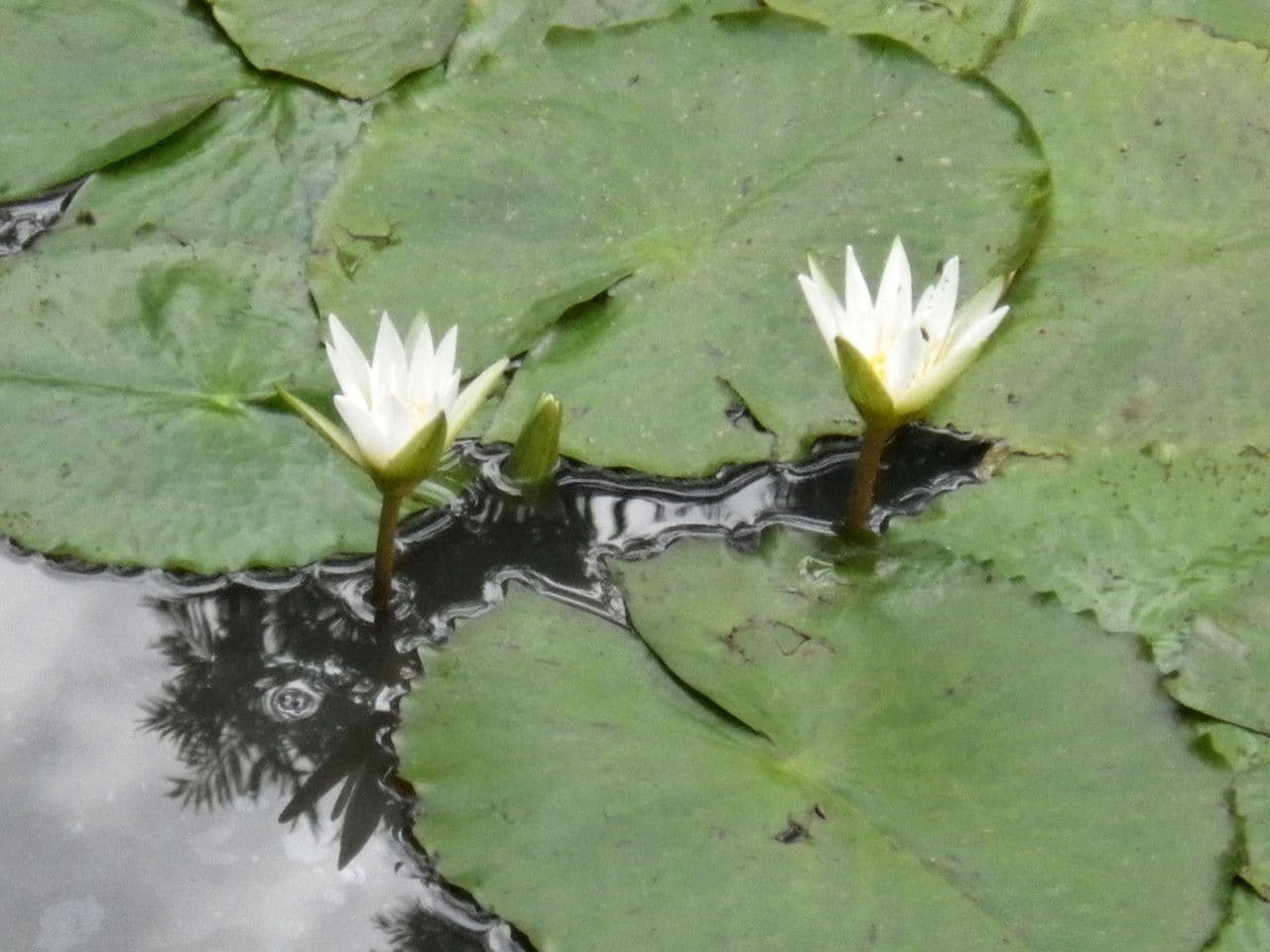 Breitblättrige Seerose 13