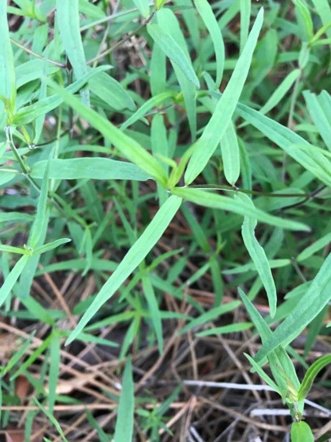 Linaria triphylla 14