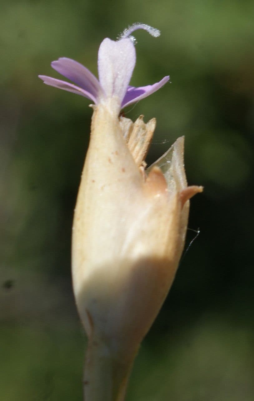 Garofano di Nanteuil 4