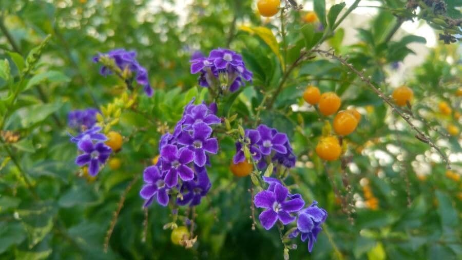 Duranta erecta 7