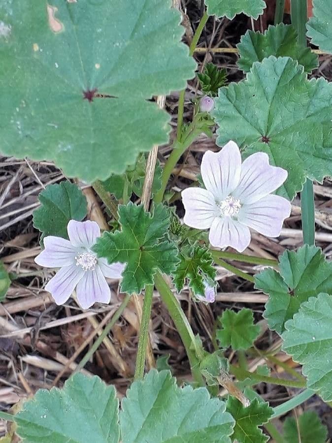 Malva domestica 6