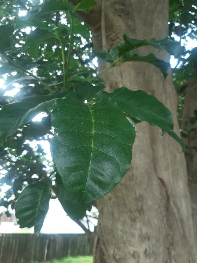 Vitex lucens 12