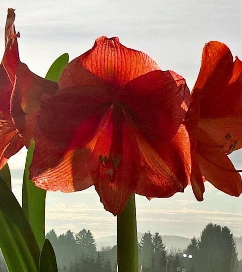 Amaryllis regina 8